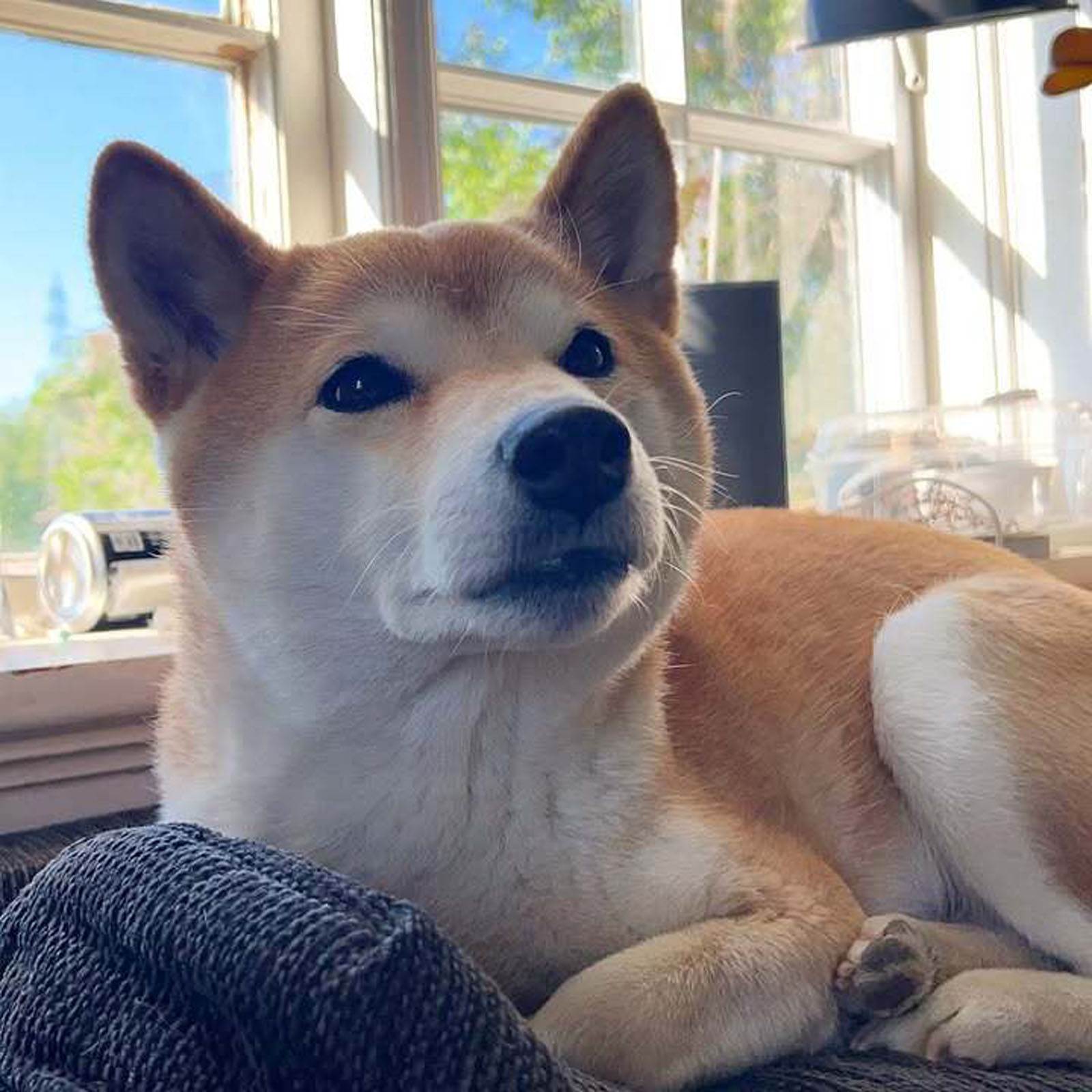 Kylo (2)