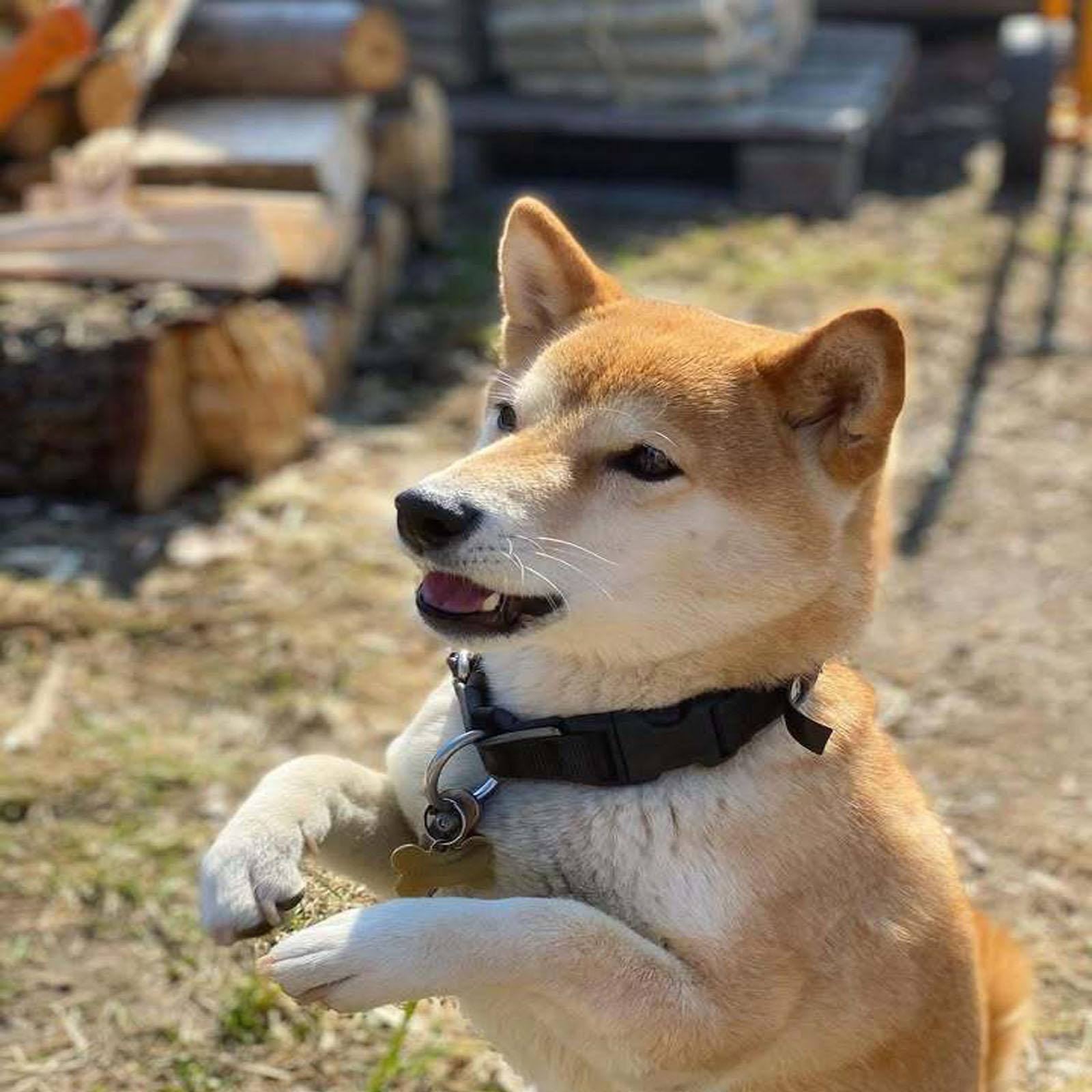 Kylo (4)