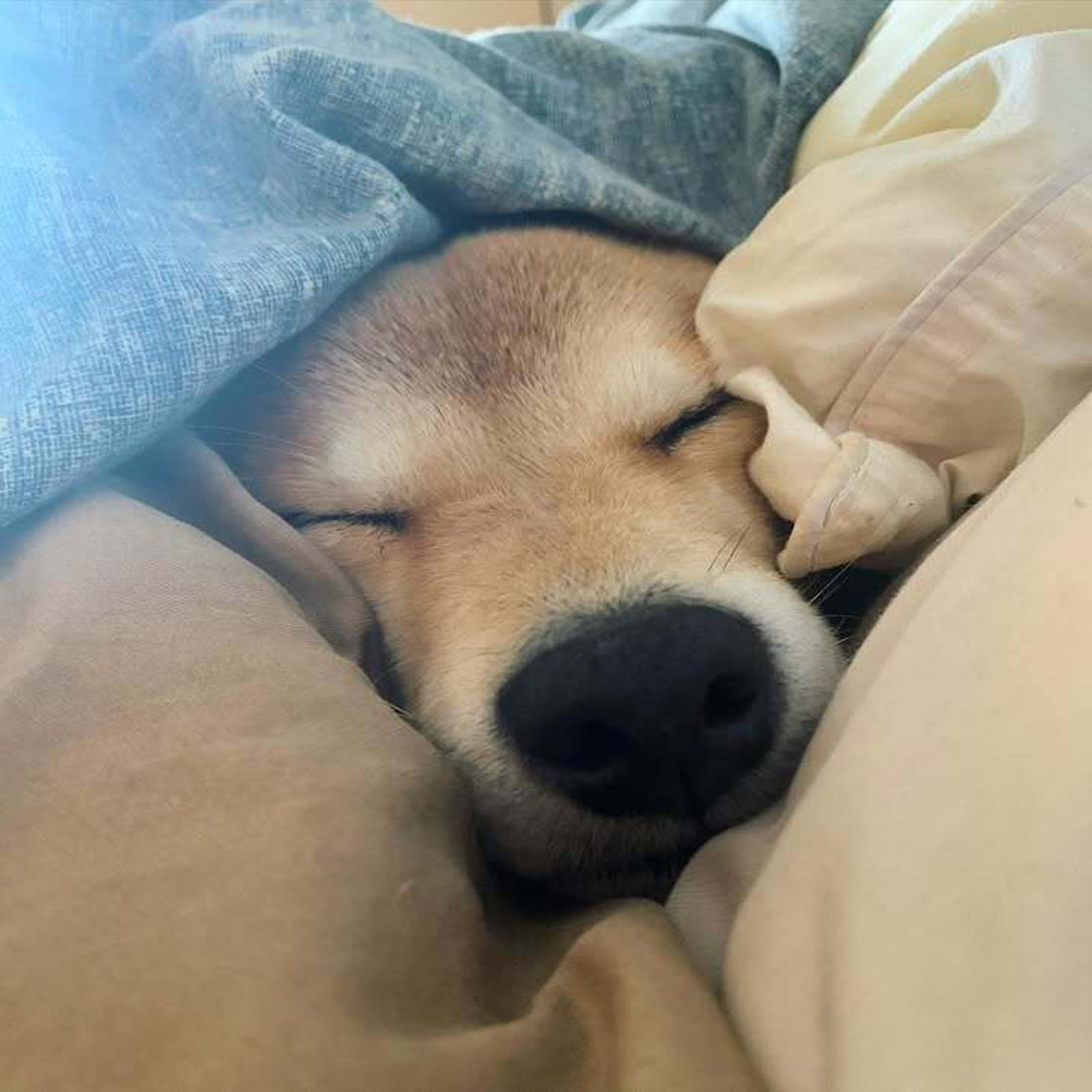 Kylo (9)